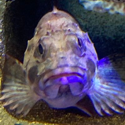Paciorek8go's profile picture. 