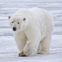 หมีขาว(PoLaR BeAr) (@zeenzozad) 's Twitter Profile Photo หมีขาว(PoLaR BeAr) (@zeenzozad) 's Twitter Profile Photo