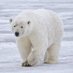 หมีขาว(PoLaR BeAr) (@zeenzozad) Twitter profile photo หมีขาว(PoLaR BeAr) (@zeenzozad) Twitter profile photo