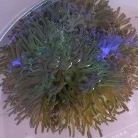 変態水槽の館 (@ycaquakinds) 's Twitter Profile