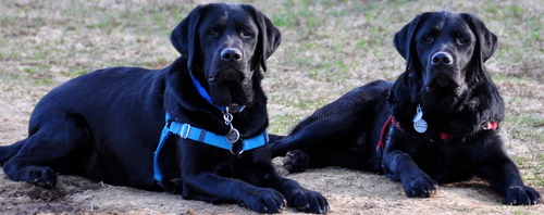 hellionx2's profile picture. two brothers who never get enough food or toys, barely get enough attention and share the house with four furry monsters - CATS! It's a hard life, but we manage