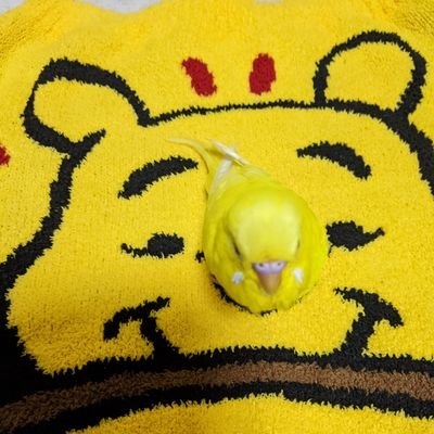 jwKXmtzCV7KEIr4's profile picture. 良くおしゃべりする🐥ぽぽ２歳
動物、花、自然が好きです。
自由につぶやきます😊
