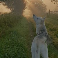 Lydnia (@sleepylydnia) Twitter profile photo