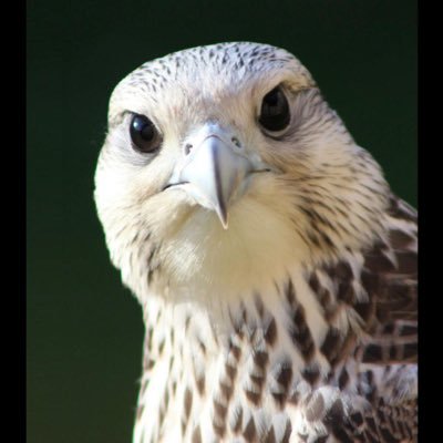 Ahmed50665066's profile picture. ما الحياة إلا مسرح كبير