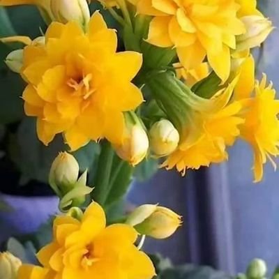 jafari_mah67503's profile picture. 