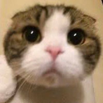 moti_maimero's profile picture. 出稼ぎ探してます