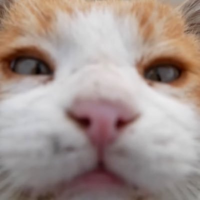 fomoisback's profile picture. 잼얘를 팔로하는 구독계 조용히 보기만 하겠심더