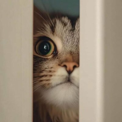 iSrai_NF's profile picture. ใช้ชีวิตให้มีความสุขก็พอ 🤍🌿
