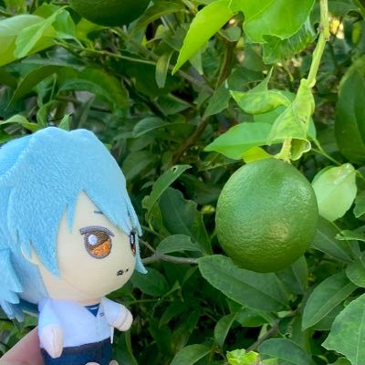 紫苑さんのプロフィール画像