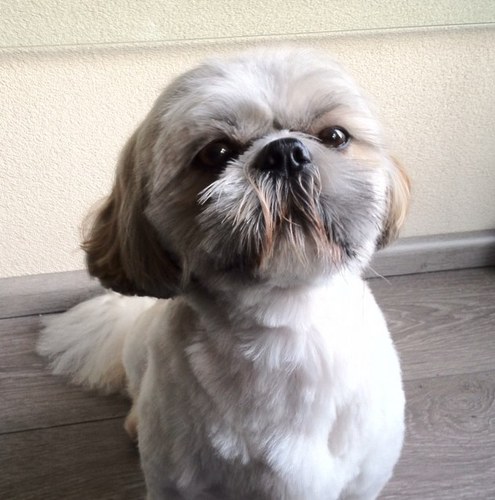 Ronsmeding's profile picture. 