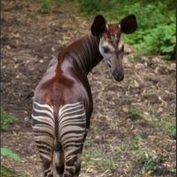 Okapi™- ter (@ilciccio67bis) 's Twitter Profile Photo Okapi™- ter (@ilciccio67bis) 's Twitter Profile Photo