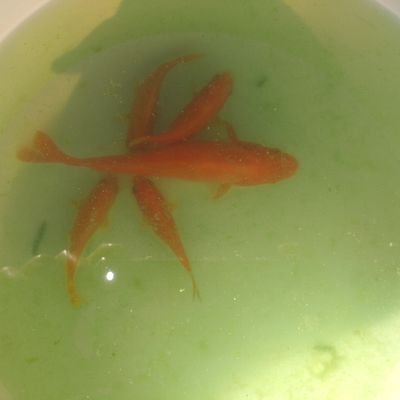 havlat68's profile picture. 