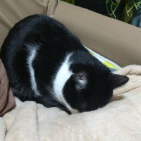 はちわれ猫 (@5t1aewbd23fo7cf) Twitter profile photo