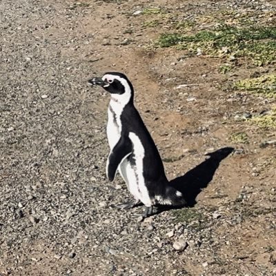 DianeCasselber3's profile picture. Teacher, 27x marathon runner, Ironman triathlete, single mother, author, Team DeSantis!