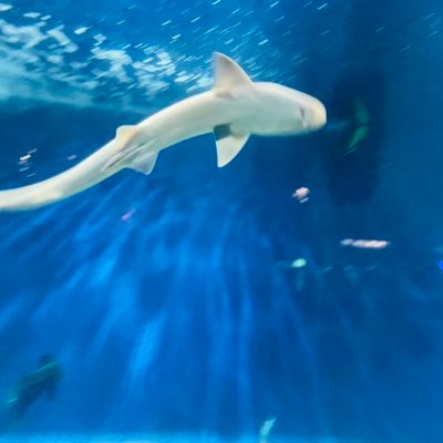 きりたんぽさんのプロフィール画像