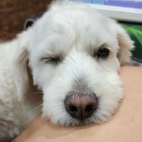 Sandee (@lilwooiyen) 's Twitter Profile