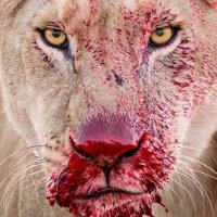 Mike H. (@mike69126) 's Twitter Profile
