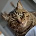 でかいねこ (@bigcat7315) Twitter profile photo でかいねこ (@bigcat7315) Twitter profile photo