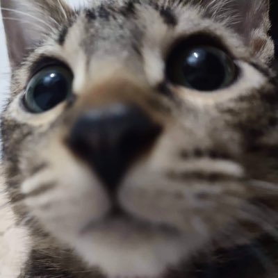 shxmere's profile picture. do not disturb 🪐