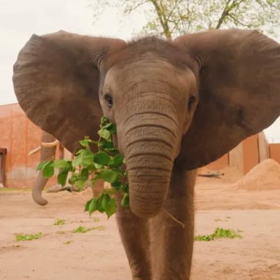 Kirkjacoin's profile picture. (she/her)
The official token of Kirkja the Elephant on the Cardano Blockchain