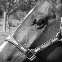 LongRun TB's (@longruntb) 's Twitter Profile