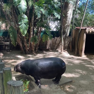 hestenfra44's profile picture. 