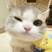 玛利亚 (@awa_yyh) 's Twitter Profile