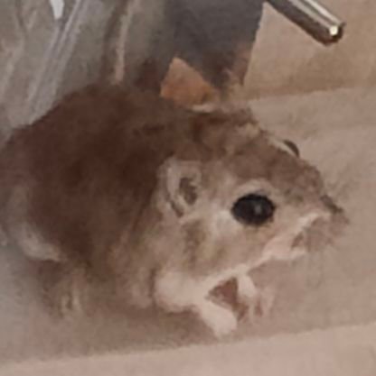 tukune_ganmo_r6's profile picture. ジャイアントジャービルのつくね(R6.4月生♀)とファットテールジャービルのがんも(R6.8月生♀)・ちくわ(R7.1.20生♂)をお迎えしています。

ファットテールの飼い方で分からない事が多いので、色々教えて下さると大変ありがたいです。