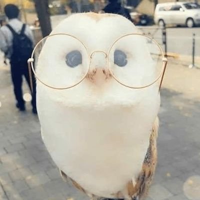 AvrilToowit's profile picture. a curious owl.