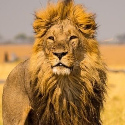 Crypto Lion Profile
