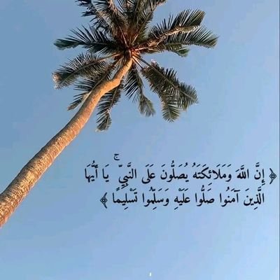 توريد جميع أنواع النخيل الواشنطنا والعربي وتوصيل إلى جميع انحاء المملكه كما يوجد لدينا قسم خاص في تركيب الشبوك شبوك مزارع ، وكسارات وملاعب وغيره ت 0556809146