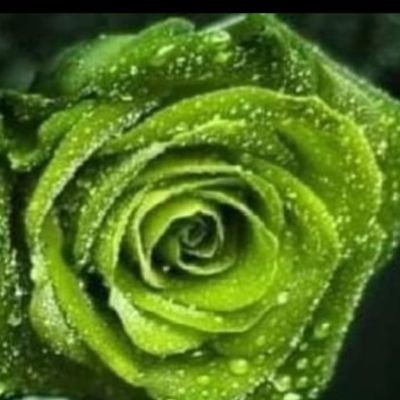 WoohooGreen's profile picture. It's me. my backup to GreenEyesinTN. I'm pissed off dangit.