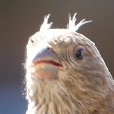 TradTweep's profile picture. Expert in countless areas.