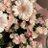 areej_14197's profile image