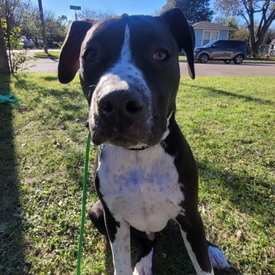 MAGAFANBASE's profile picture. A picture is worth a thousand words. I am clearly a dragon dealing dark MAGA dyke.