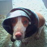 ealdent's profile picture. Ruby developer, data scientist, computational linguist, dog lover.  My thoughts are my own, insomuch as they can be.