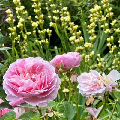 Summerland58's profile picture. 