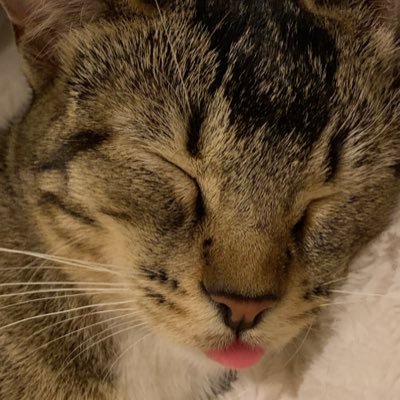 KevQuest369's profile picture. shut up im sleeping