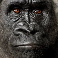 ボブ (@bobdesu4) 's Twitter Profile
