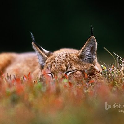 Special_L_Lee's profile picture. .NET developer.
Github：https://t.co/QLz0R7fuIW