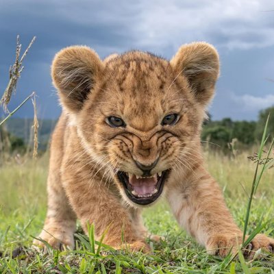 NatureUnIeashed's profile picture. 📸 Capturing nature’s untamed beauty. 🌿🐾