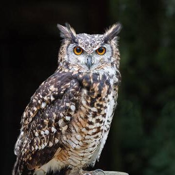 onogorovajra's profile picture. 婆娑羅＠減税連合