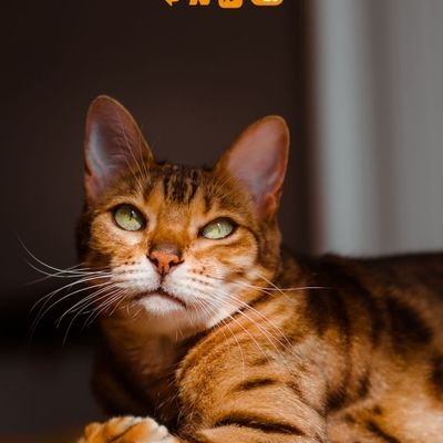 ShariBr1603's profile picture. I have 2 kittens. I love animals & literature. I hate TFG & GOP. If you are for any R, I don't care what you think.