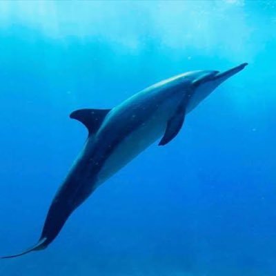 payapaya_8888's profile picture. 大学院卒/20代/弁護士/エンジニア