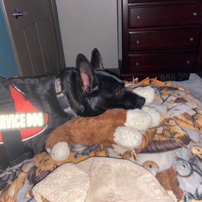 Dog and Horse enthusiast. Prior and still EMS professional. Survivor of TBI that handles a service dog with gratitude. Calls them like I see them
