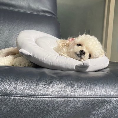 후니 차니 제일 좋아 ｡ì _ í｡