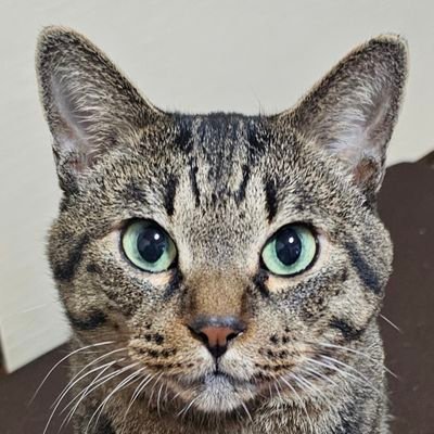 app_YP2's profile picture. 関西在住一般人