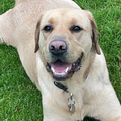 Golden x Labrador , Professional life changer… account ran by hooman🩵 RIP Guide Dog Witney 2010-2019🩷 🐾🌈🌟🦮Innaproprate/bot accounts will be BLOCKED!!!