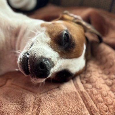 ReefInmates's profile picture. Animals, Airbrushing and Scale Modelling are my thing!