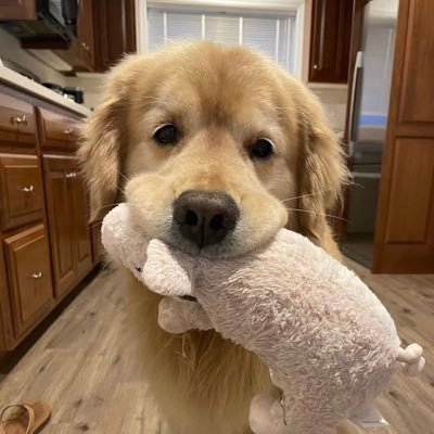 JasminaNft's profile picture. 我还能翻身吗？我还能上岸吗？